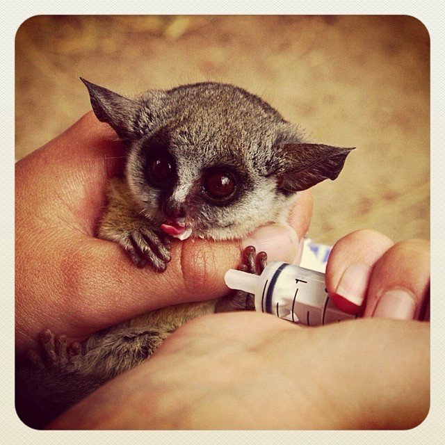 Bushbabies as pets