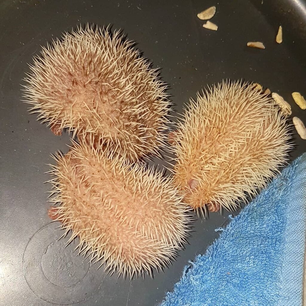 Hedgehog Buying Guide