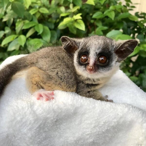 BUSH BABY