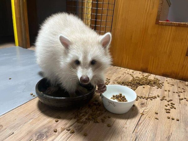 ALBINO RACCOON