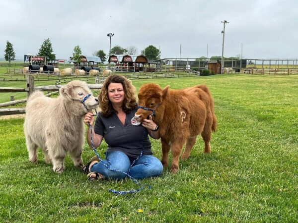 HIGHLAND MINI COWS