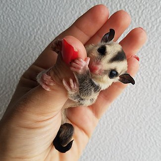 Sugar Gliders Vs. Flying Squirrels