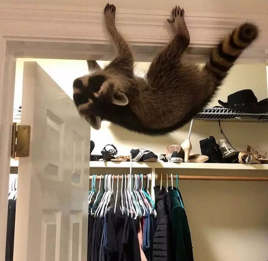Pet Raccoon for sale