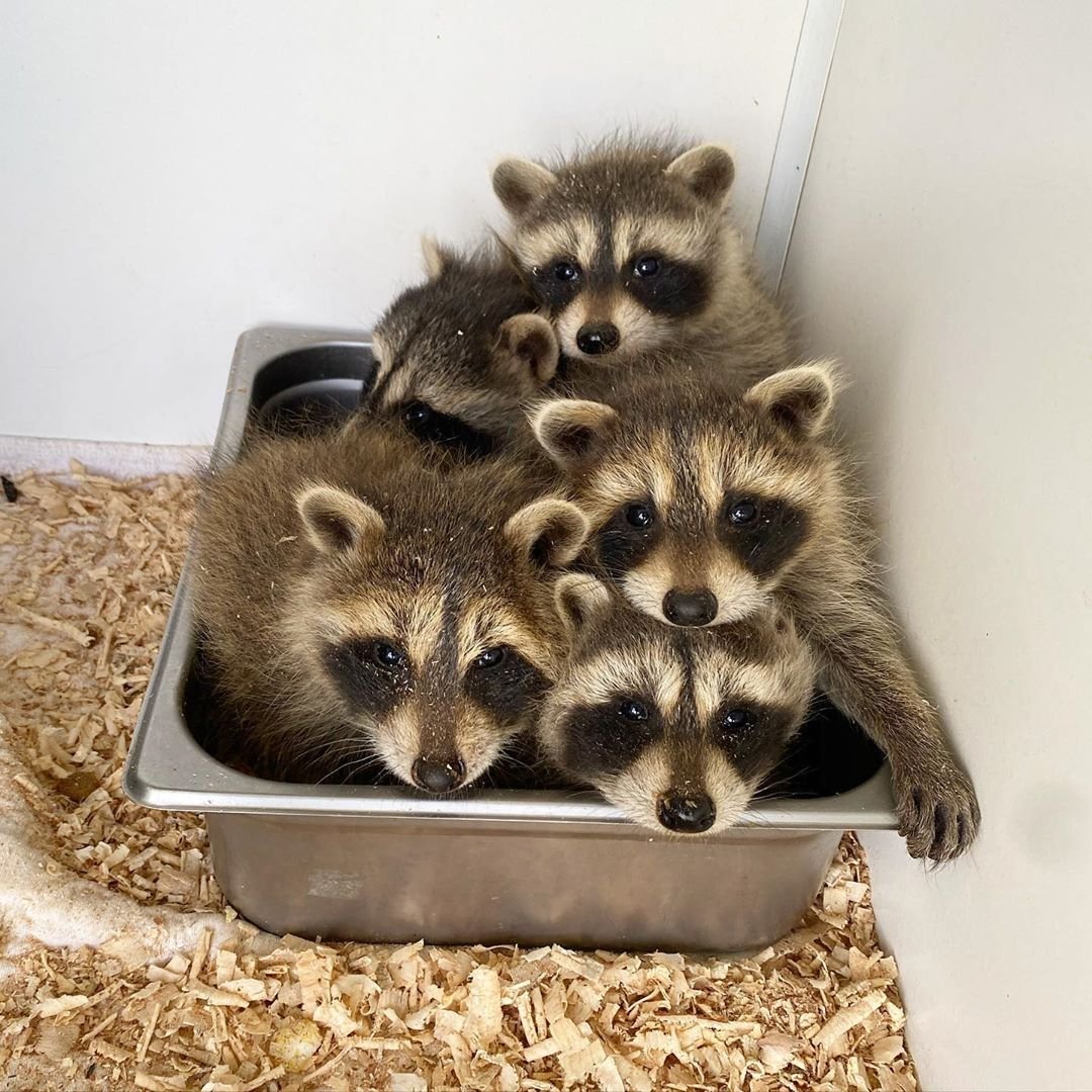 RACCOON Archives - Safari Exotics
