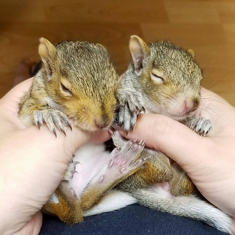 squirrels for sale