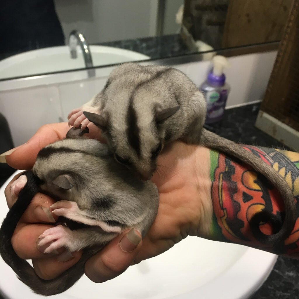 Sugar Gliders For Sale