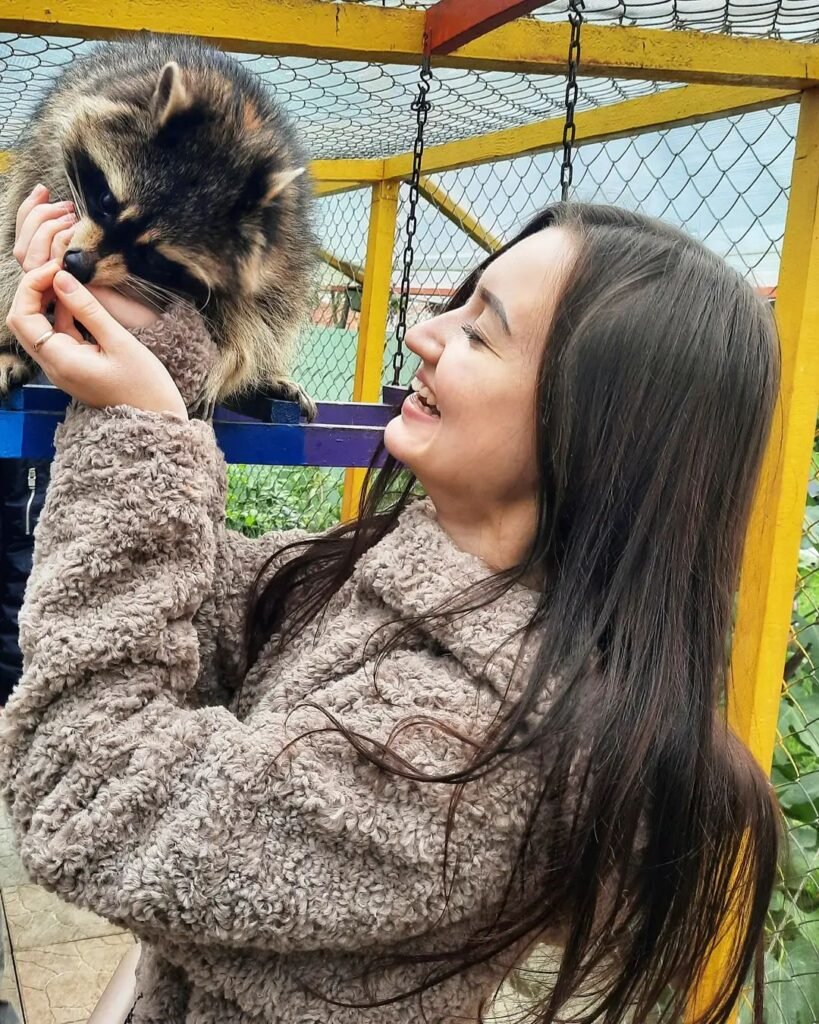 Pet Raccoons For Sale