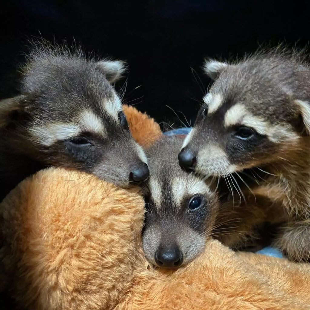 Pet Raccoons For Sale