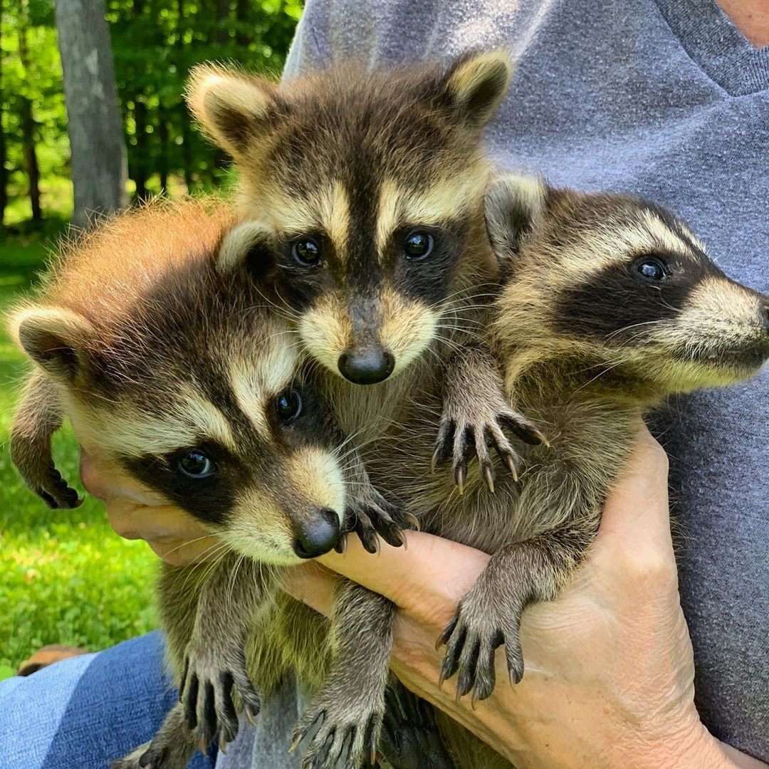 raccoons for sale