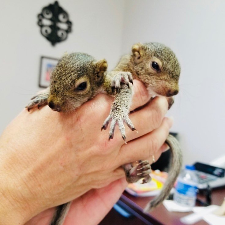squirrels for sale