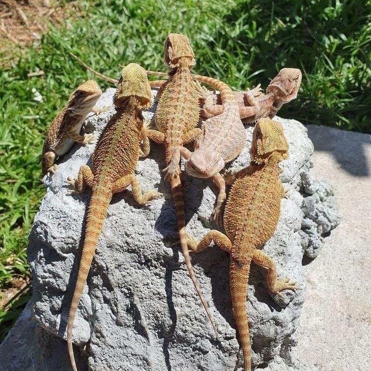 Bearded dragons for sale