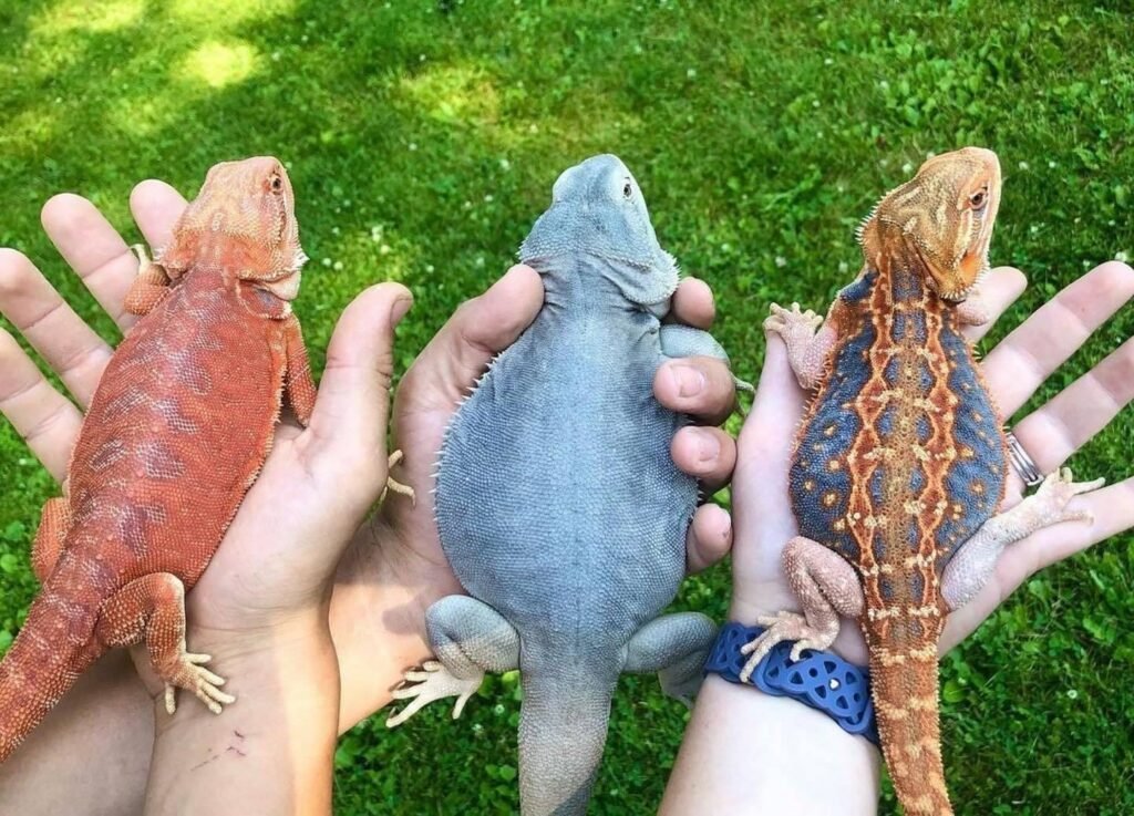 Bearded Dragon for Sale