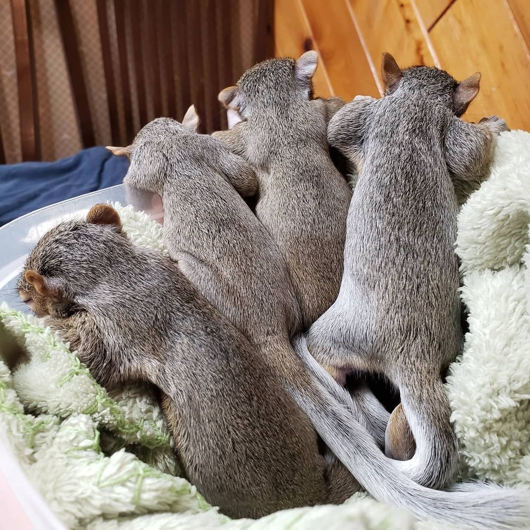 squirrels for sale