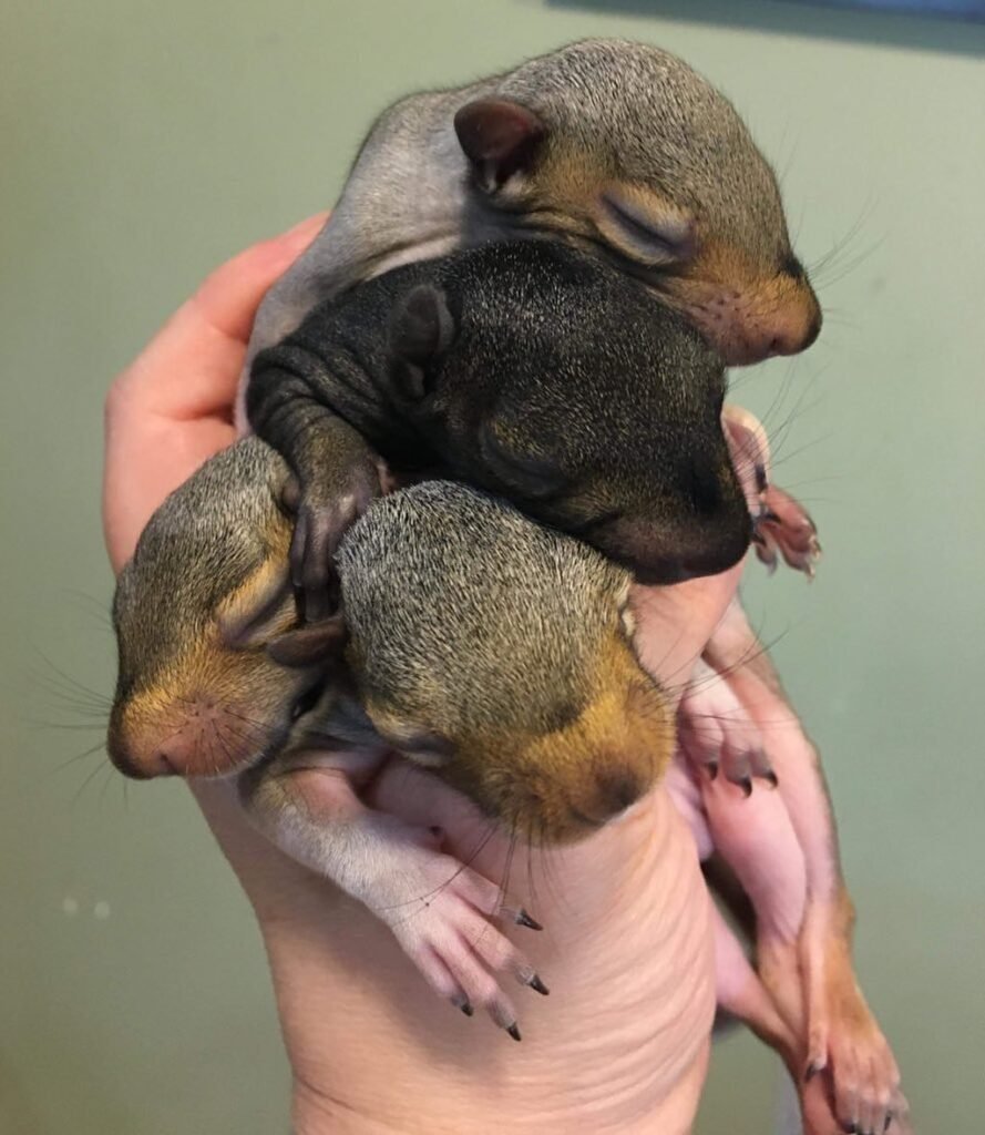 Guide to Buying a Squirrel