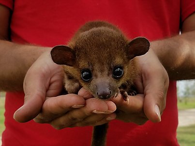 Best Exotic Pet to Own in 2026