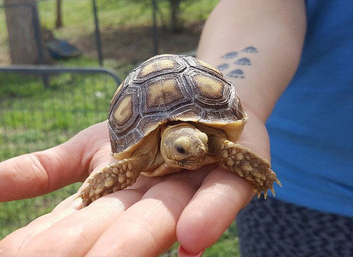 Tortoise for Sale