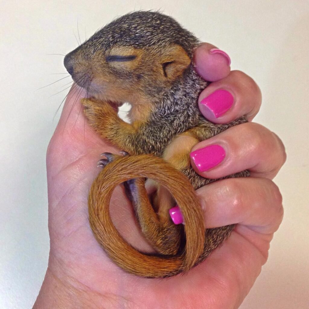 ox squirrel for sale