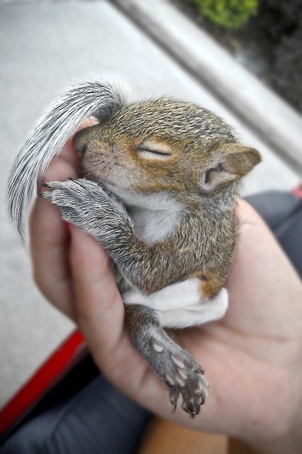 gray squirrel for sale