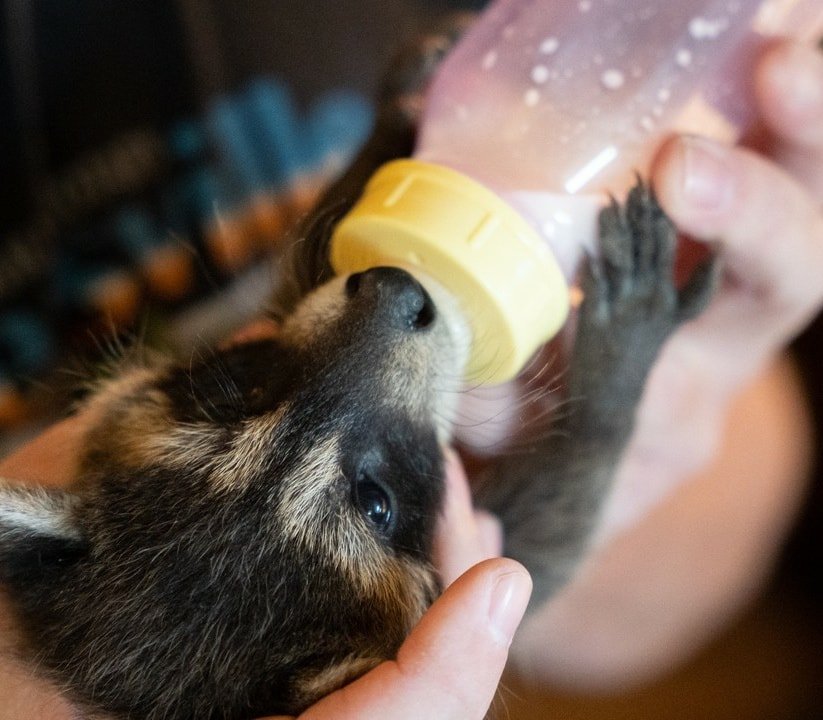 The Rise of Owning Raccoons as Pets in America