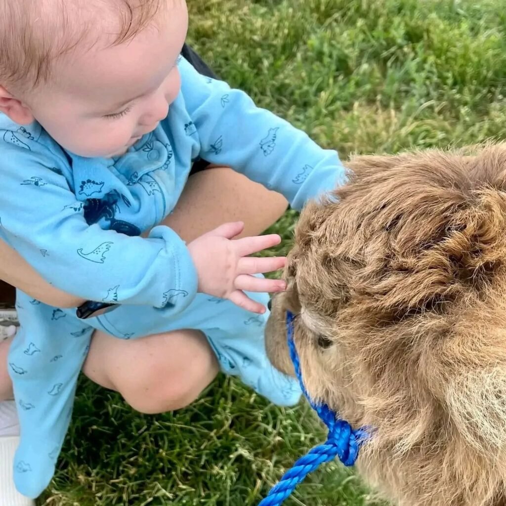 Guide to Buying a Highland Mini Cow