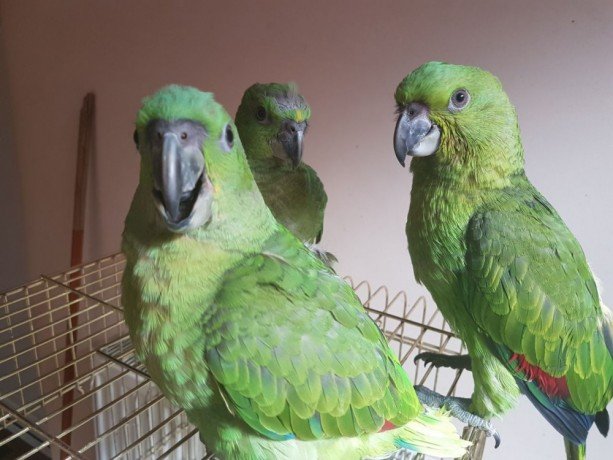 Parrots for Sale