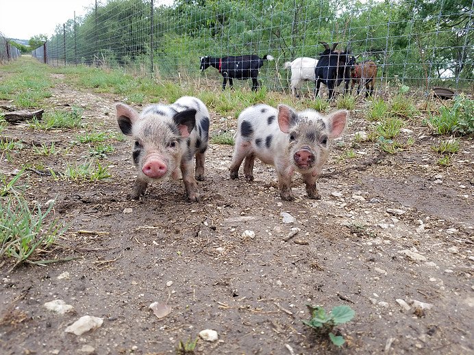 Pigs and Piglets for Sale