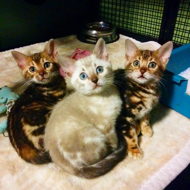 Bengal Kittens for Sale