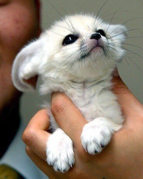 Fennec Fox for Sale