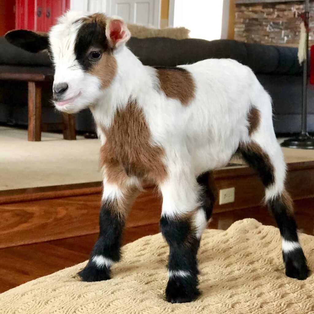Nubian Goats for Sale