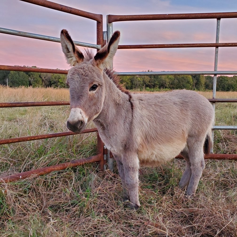Mini Donkey for Sale