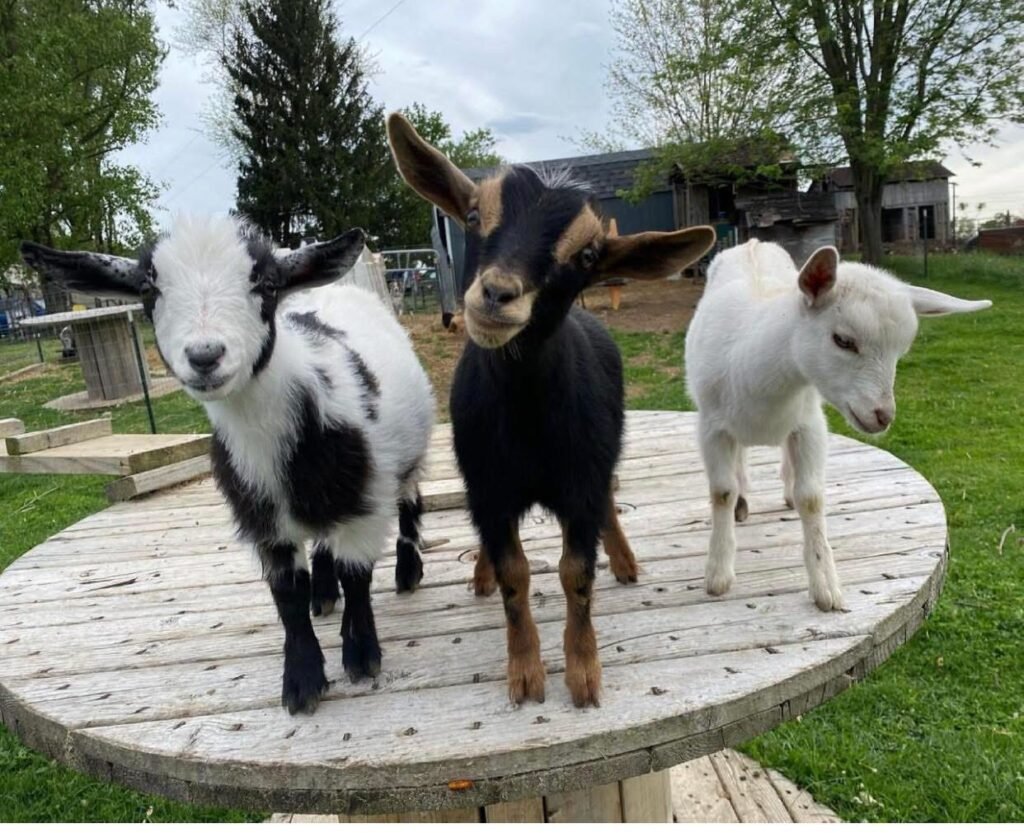 Fainting Goat for Sale
