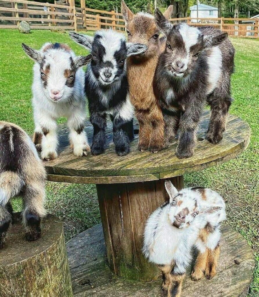 Nigerian Dwarf Goat for Sale