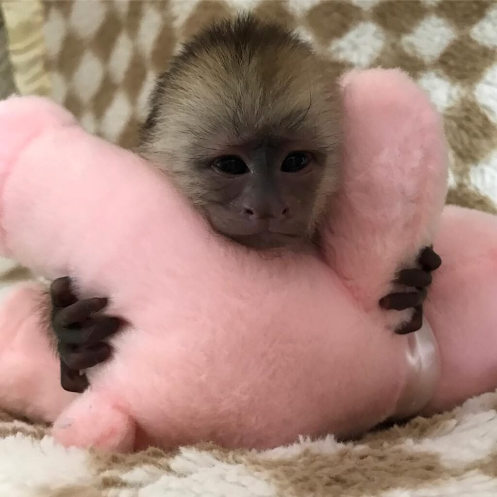 Marmoset Monkeys for Sale