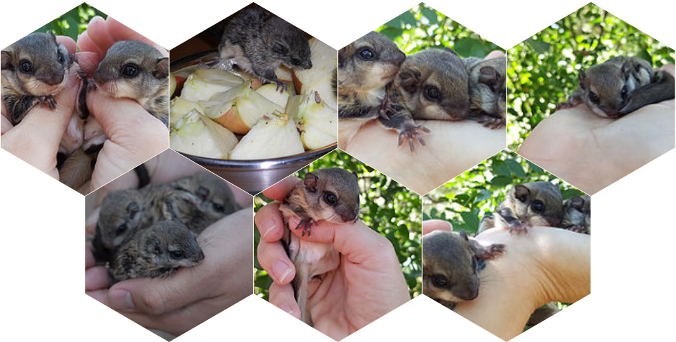 Southern Flying Squirrels for Sale