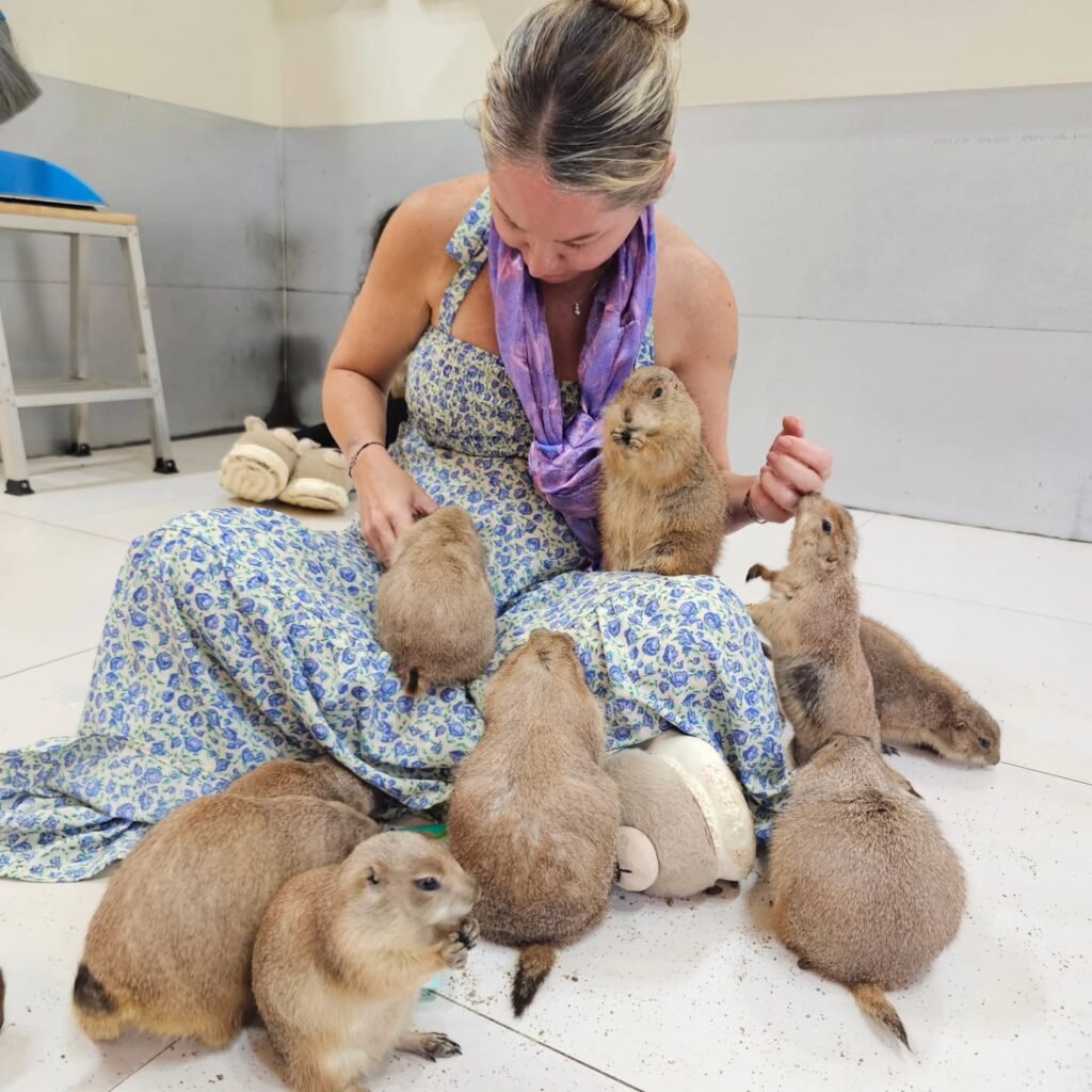 Prairie Dogs for Sale