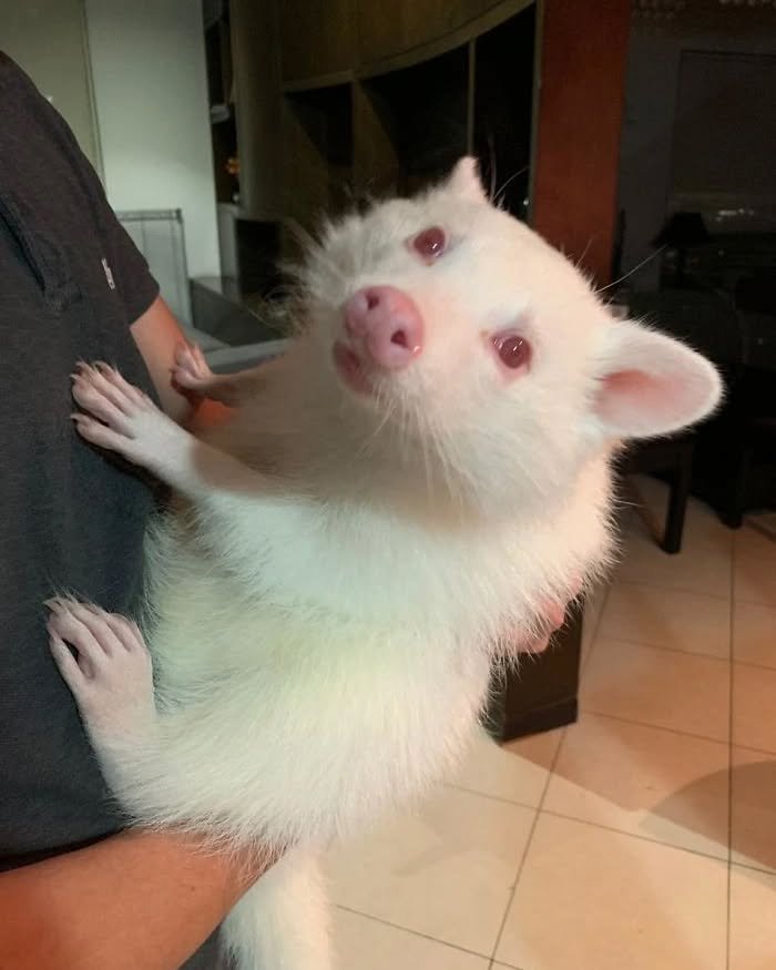 Cinnamon Raccoon for Sale