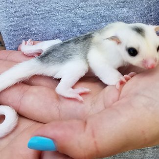 Exotic Pets for Sale: A Complete Buyer's Guide